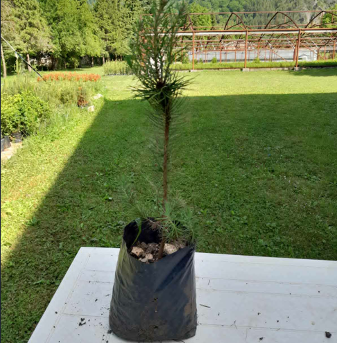 Brucijski Bor