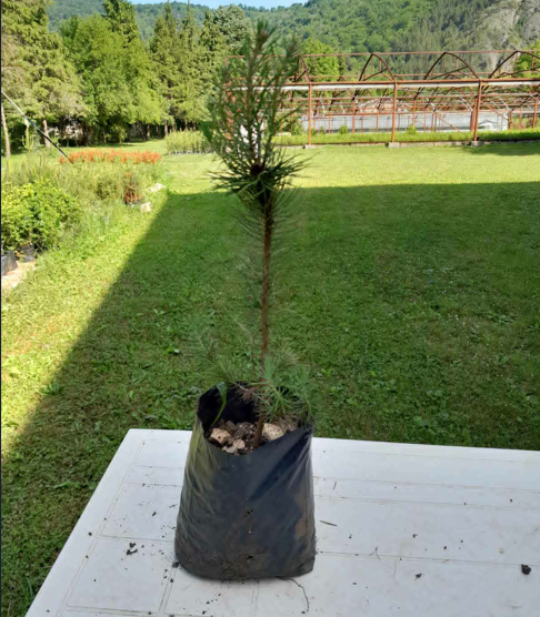 Brucijski Bor