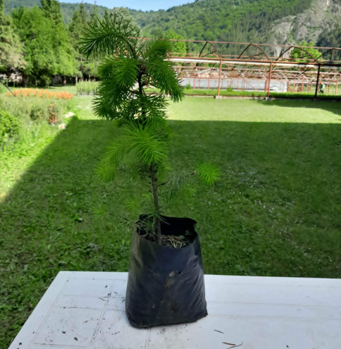 Duglazija