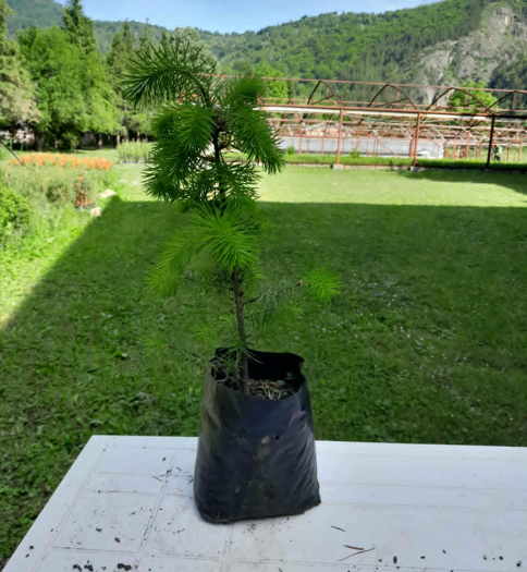 Duglazija