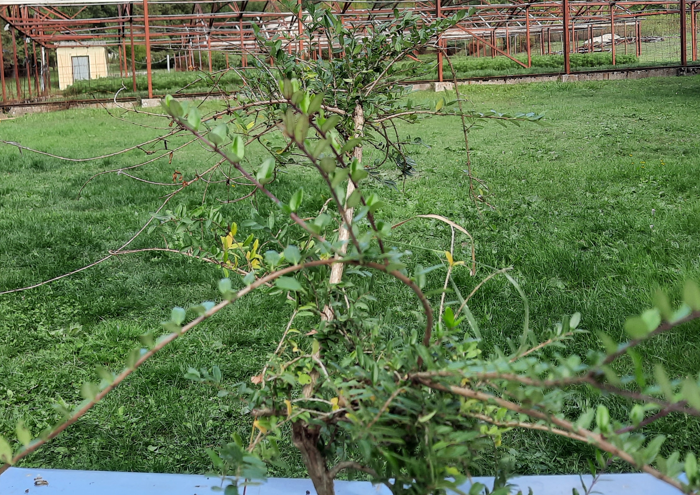 Kozokrivina