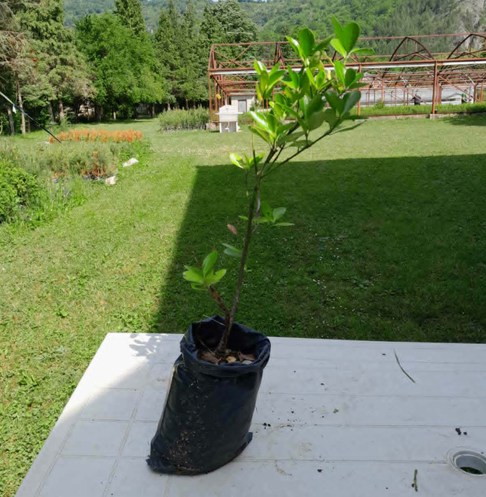 Kurika
