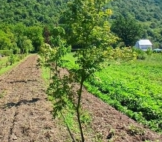 Maticnjak