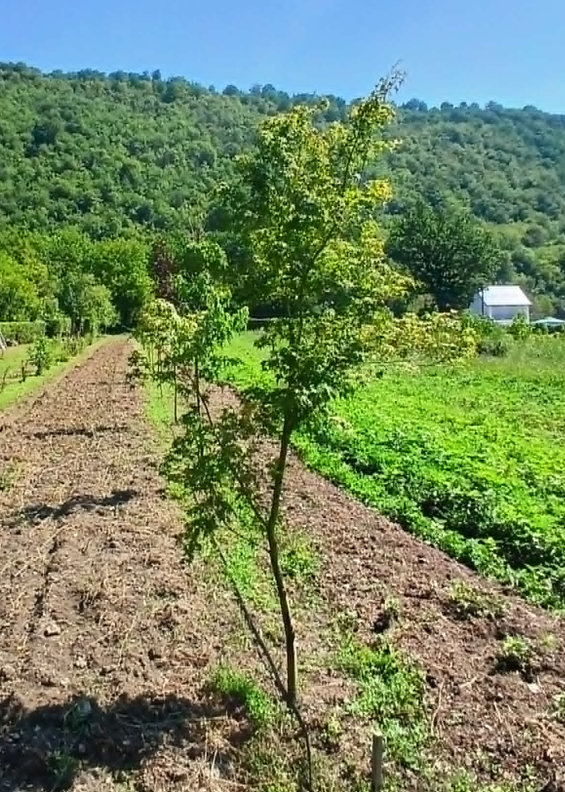 Maticnjak