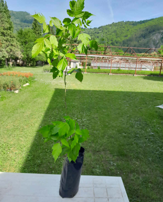Negundovac
