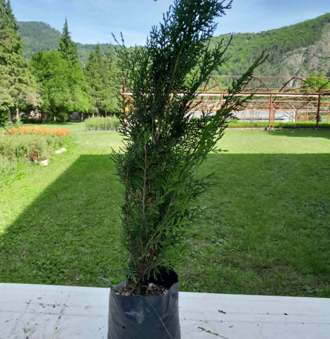 Tulja