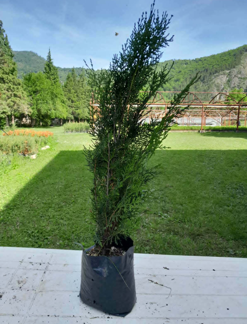 Tulja