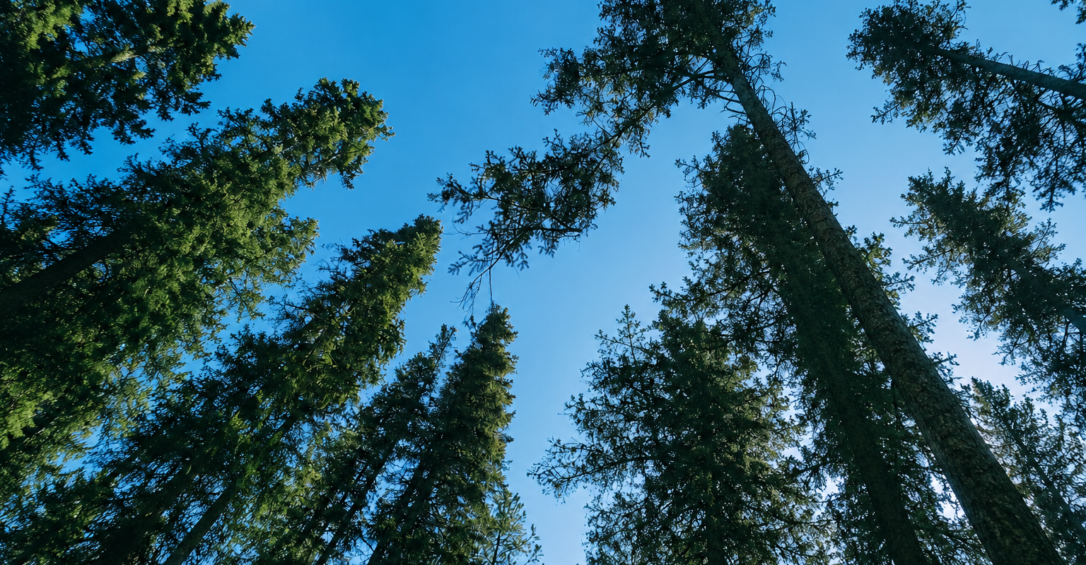 Forest Background