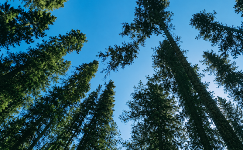 Forest Background