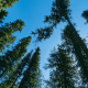 Forest Background